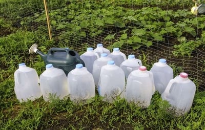 Bottles of DIY weed killer