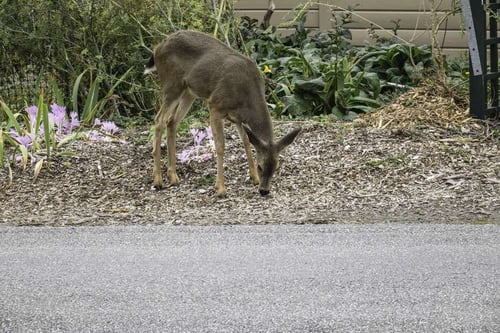 deer resistant plants landscape design Virginia