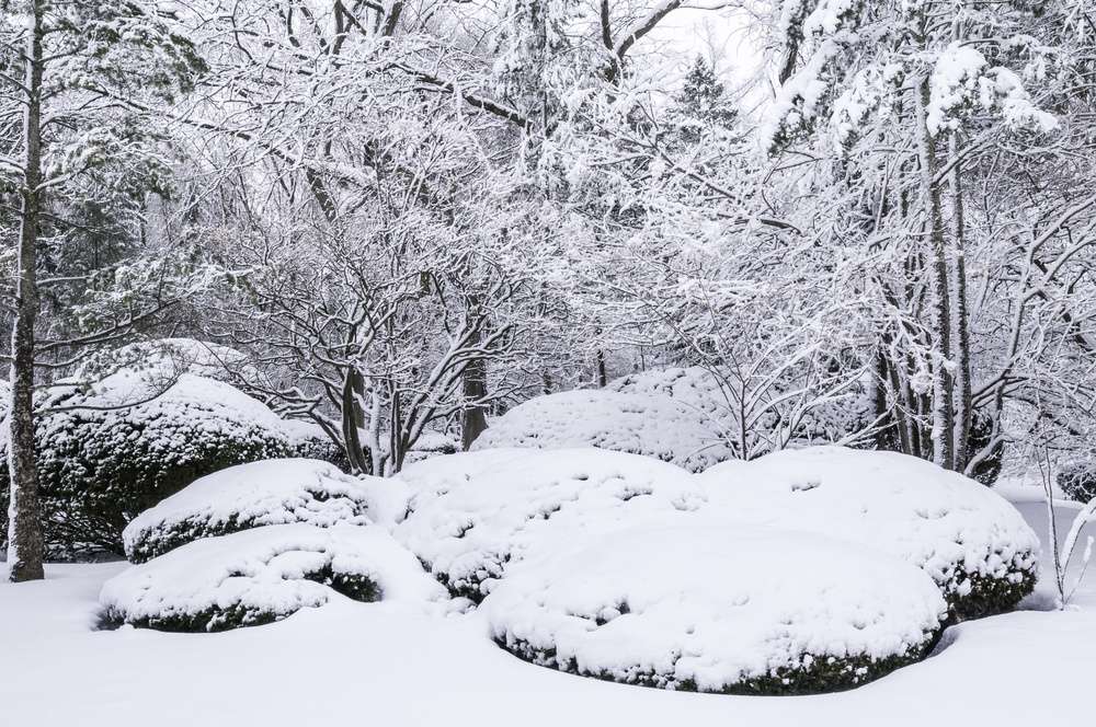 winter landscaping design