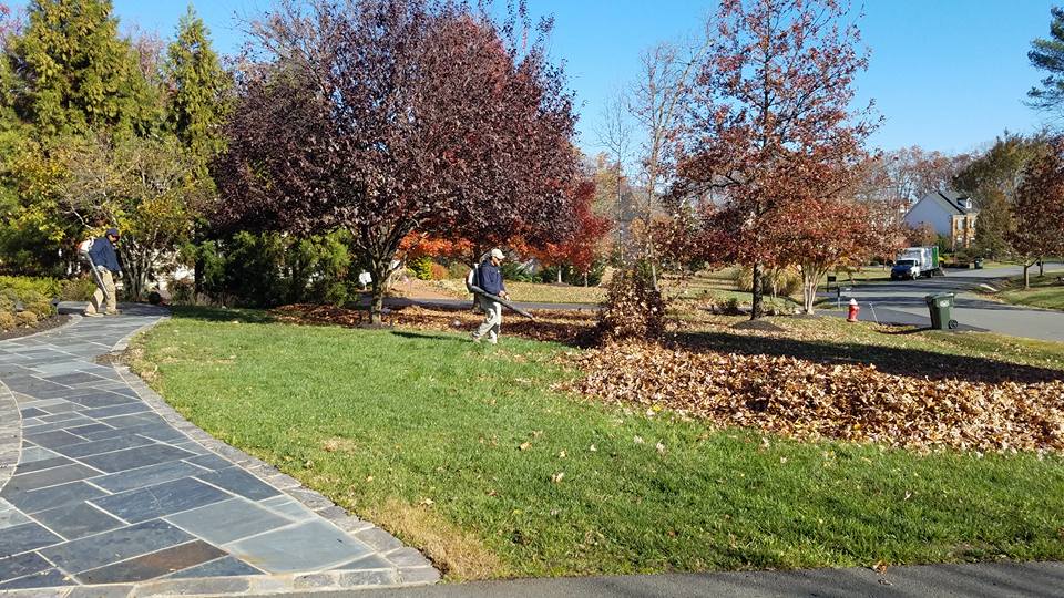 lawn care company cleans up leaves