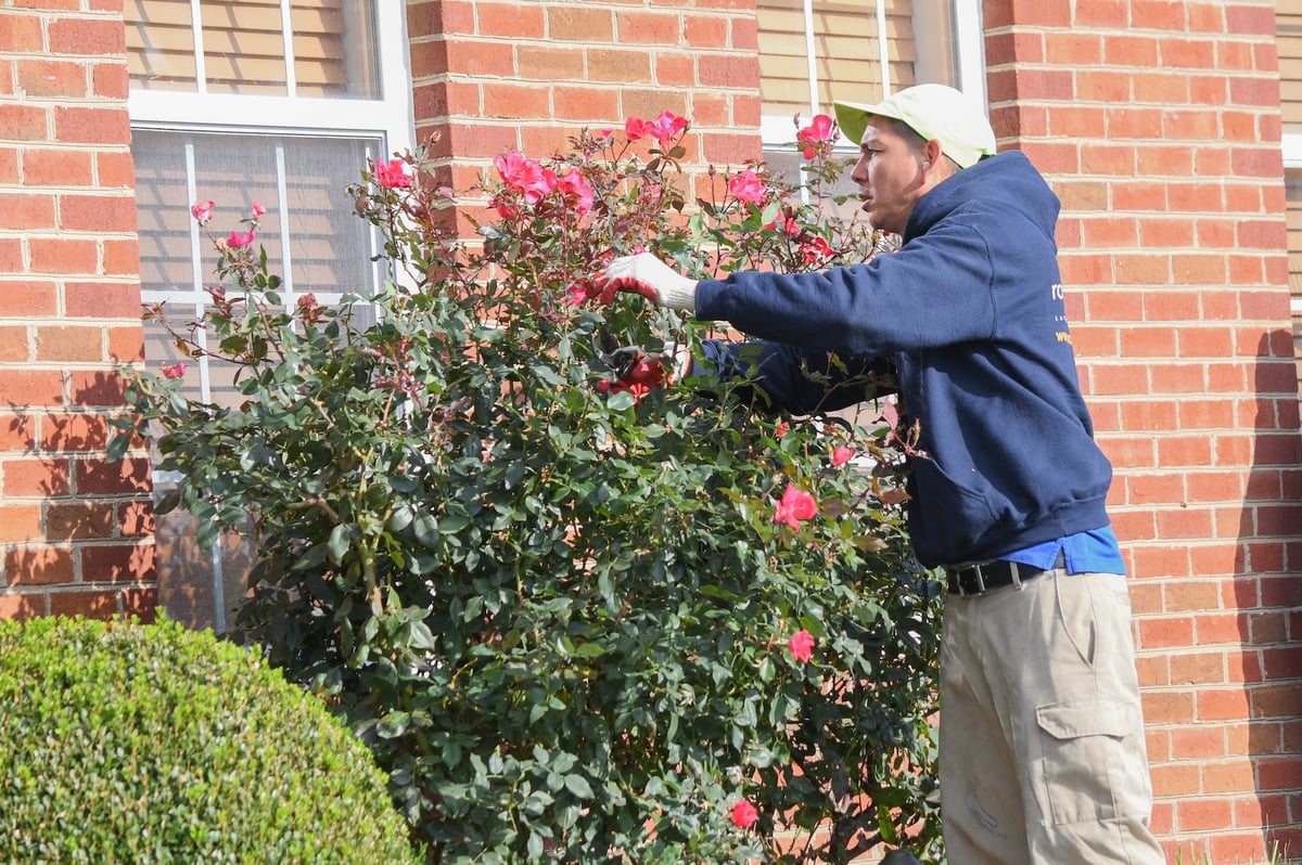 landscape maintenance crew prunes roses