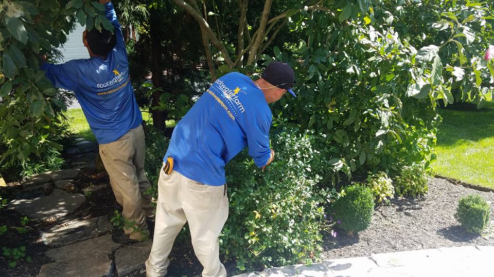 landscape team prunes tree and shrub