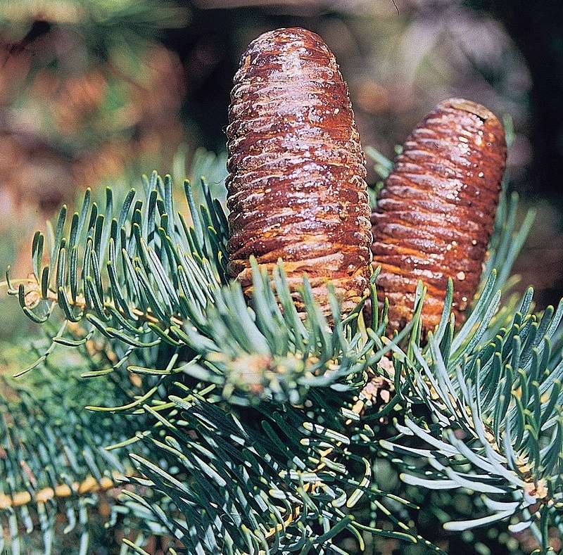 Needled evergreen for winter landscape design