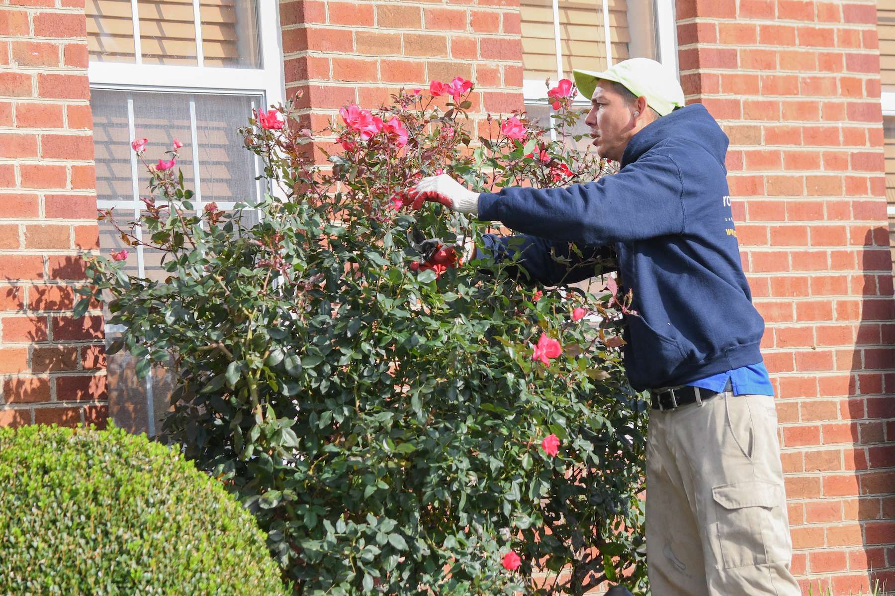 Maintenance crew hand pruning a rose