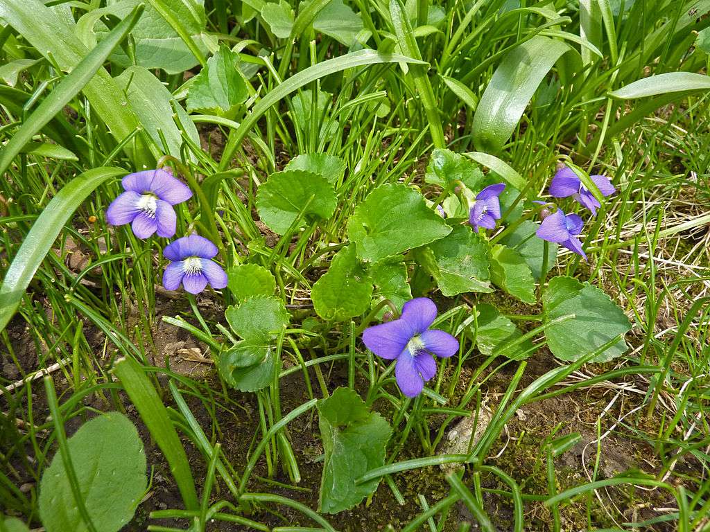 The Best Time to Kill Weeds in Your Lawn in Haymarket, Gainesville, or Warrenton, VA