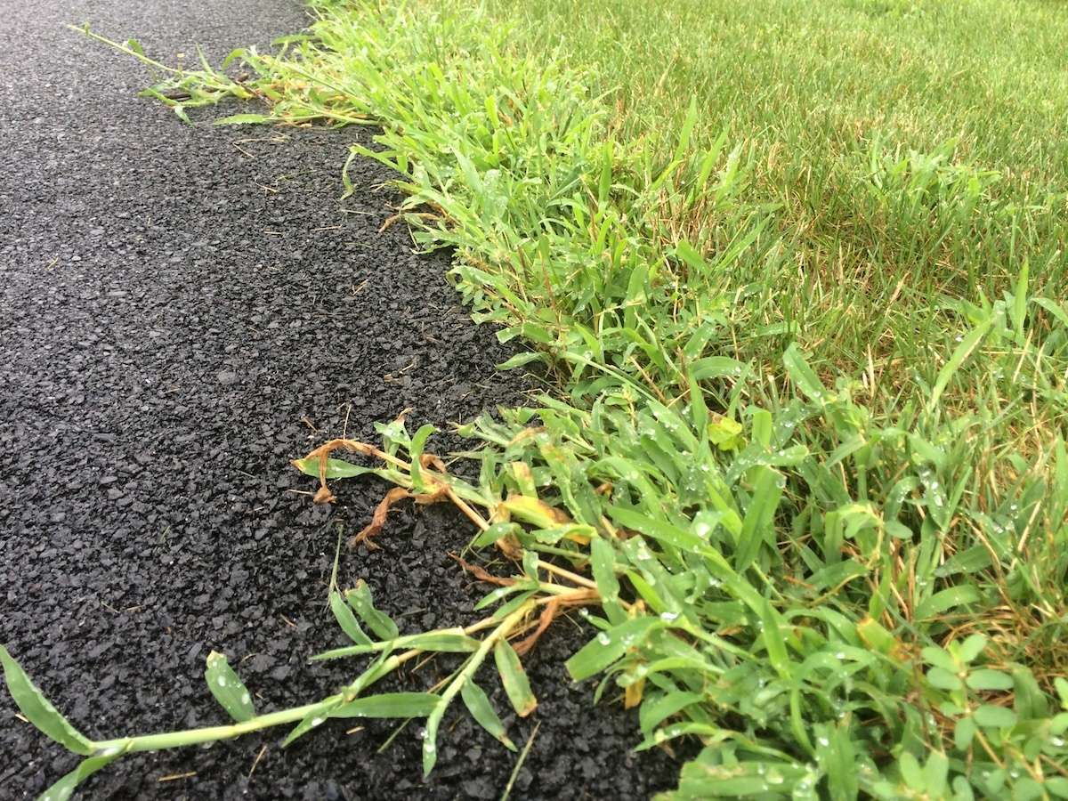 4 Pro Tips for Crabgrass Control and Prevention in Northern VA