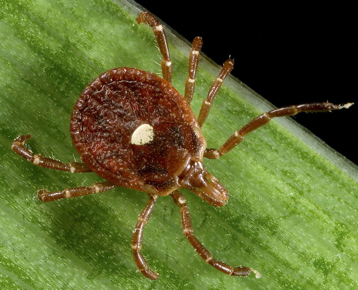 Tick and Mosquito Control Methods That May Be Bad Ideas or Have Minimal Results