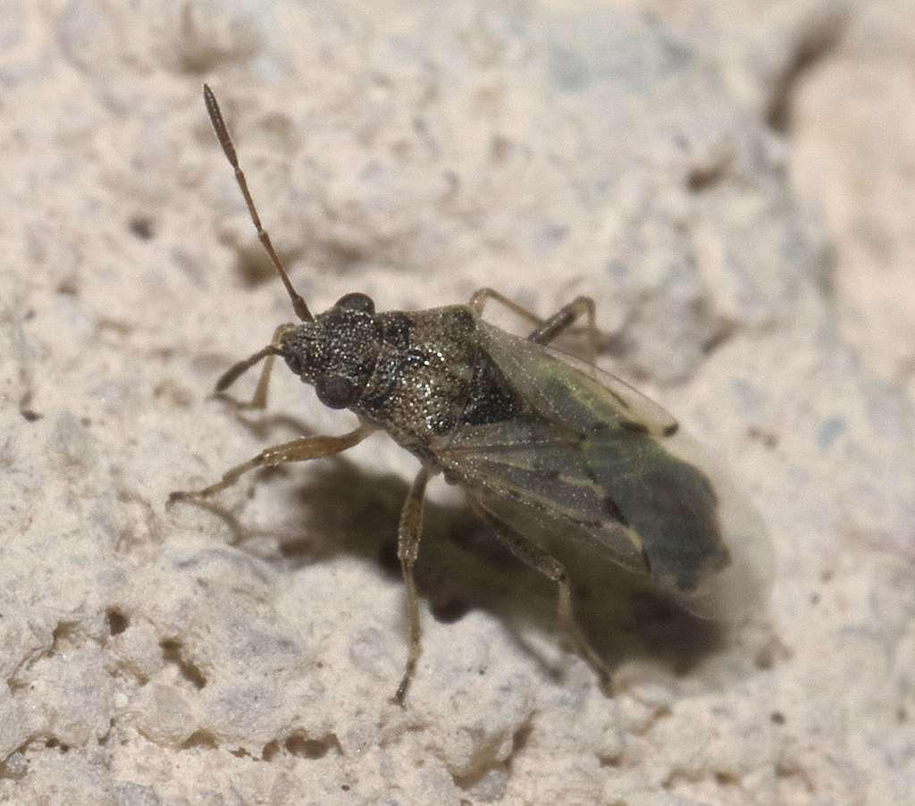 What's Eating My Lawn? 3 of the Usual Insect Suspects in Northern Virginia
