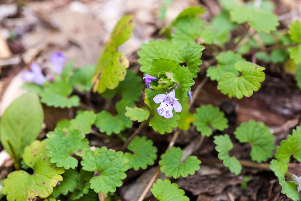 Your Go-To Guide on Lawn Weed Identification and Lawn Care Services in Northern Virginia
