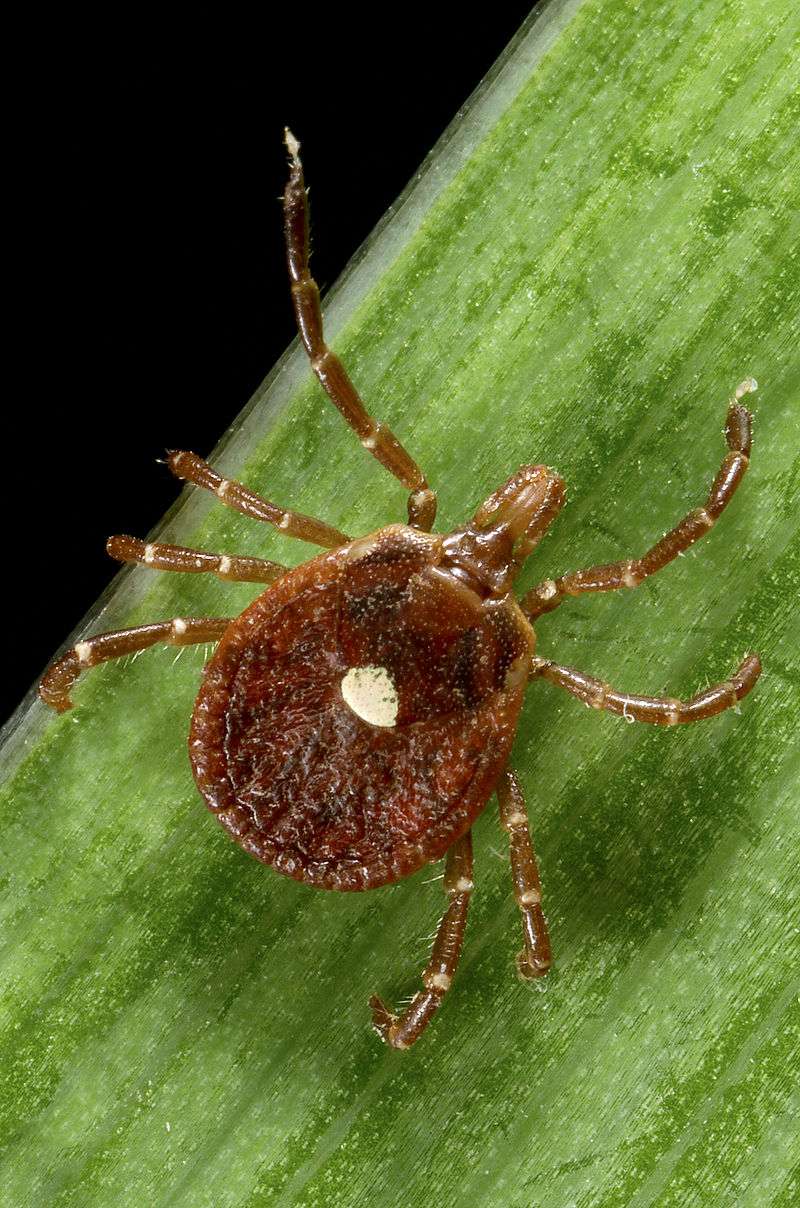 Facts About Ticks and How to Control Them at Your Northern Virginia Property