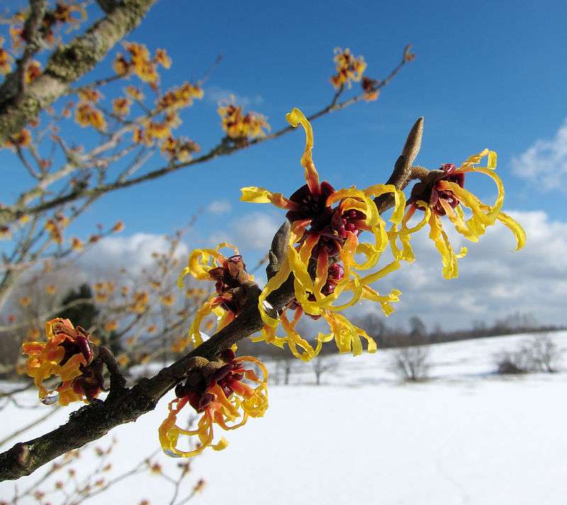 Winter landscape design with Witch Hazel