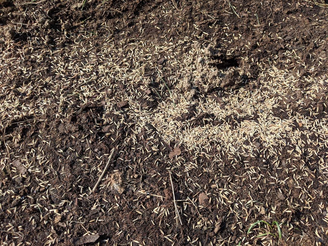 When is the Best Time to Seed Lawns? Spring or Fall? Expert Tips for Northern VA