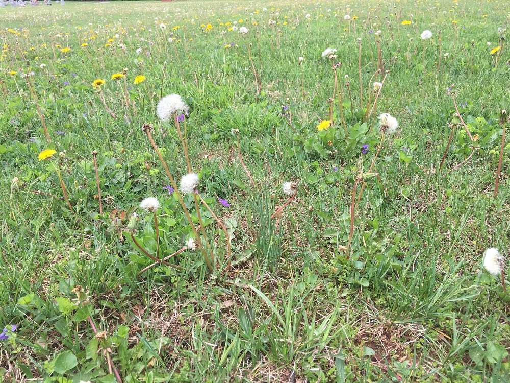 5 of the Worst Lawn Weeds in South Riding, Chantilly, and Centreville, VA (and What to Do)