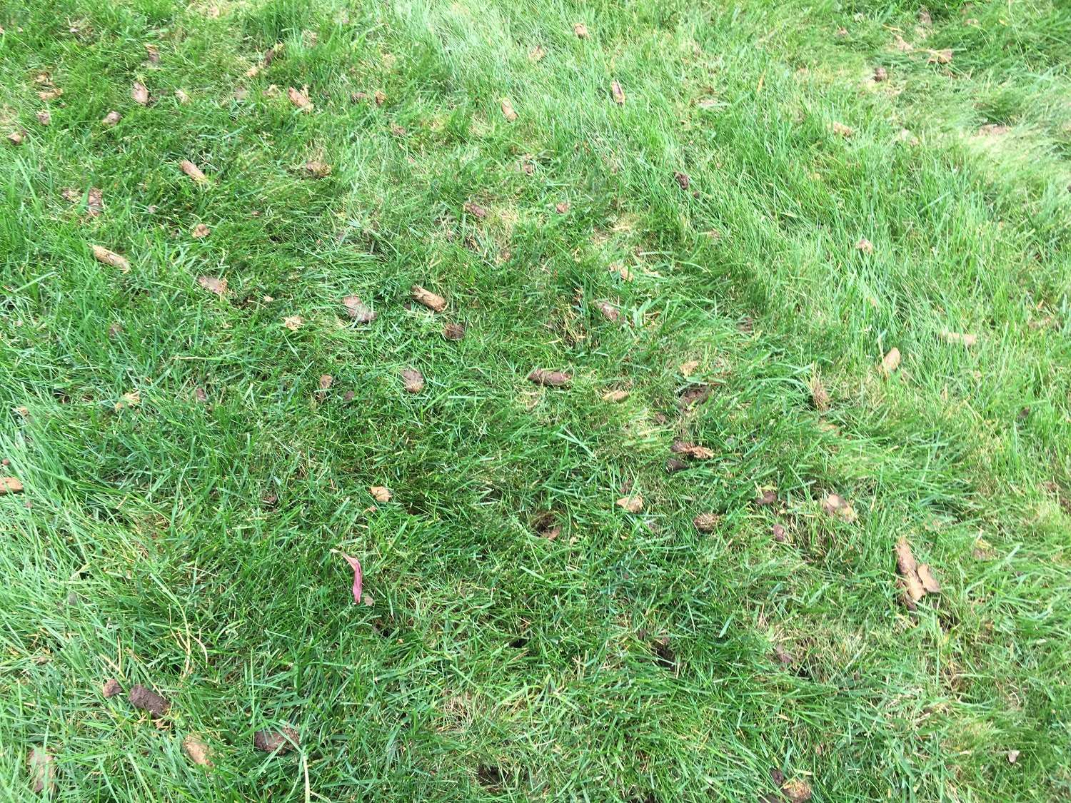 8 Questions to Ask When Hiring a Lawn Aeration Service in South Riding, VA
