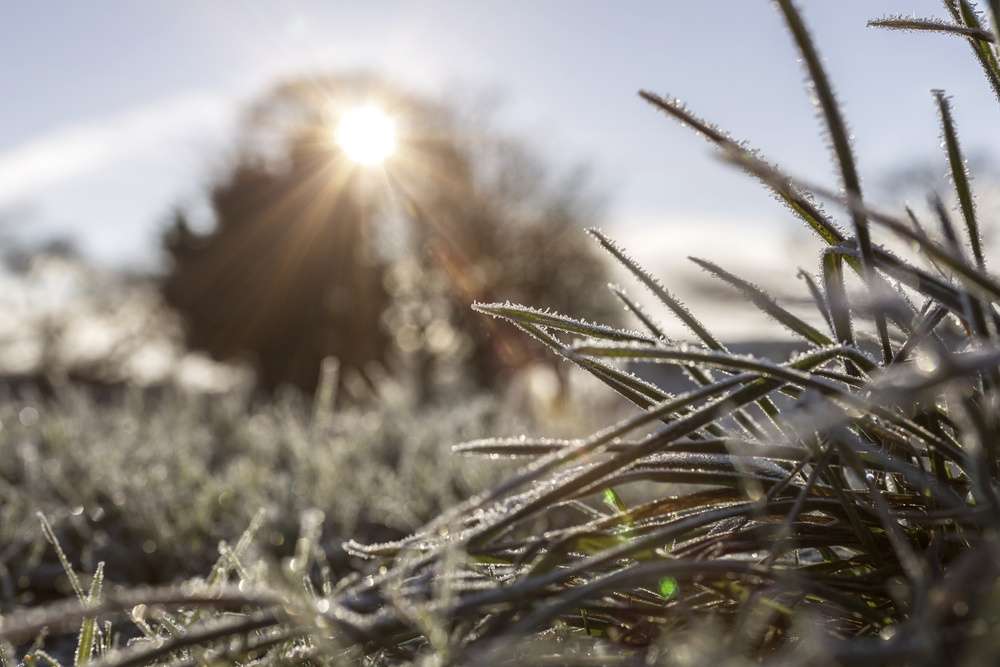 Winter landscape with frost