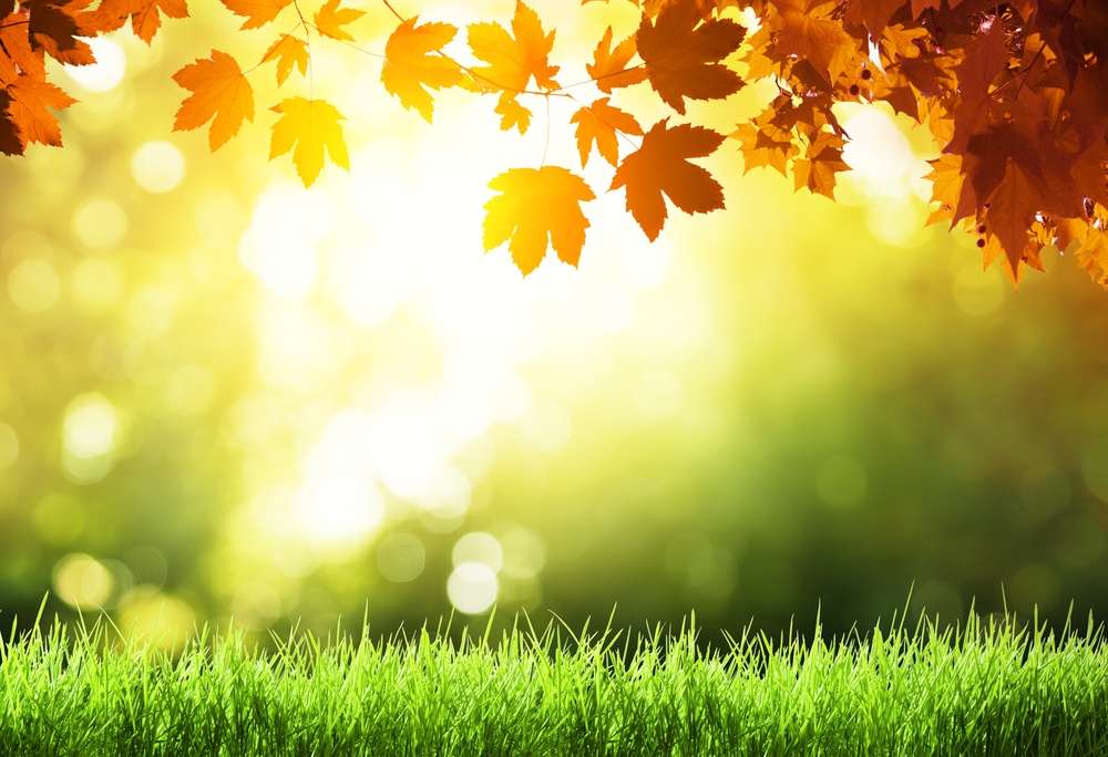 The 5 Worst Landscape Maintenance Mistakes You Can Make in the Fall