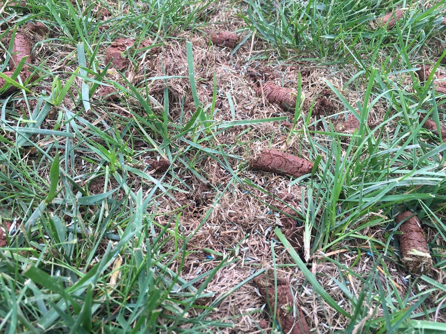 Does My Lawn Need Aeration? Lawn Care Tips for South Riding, VA