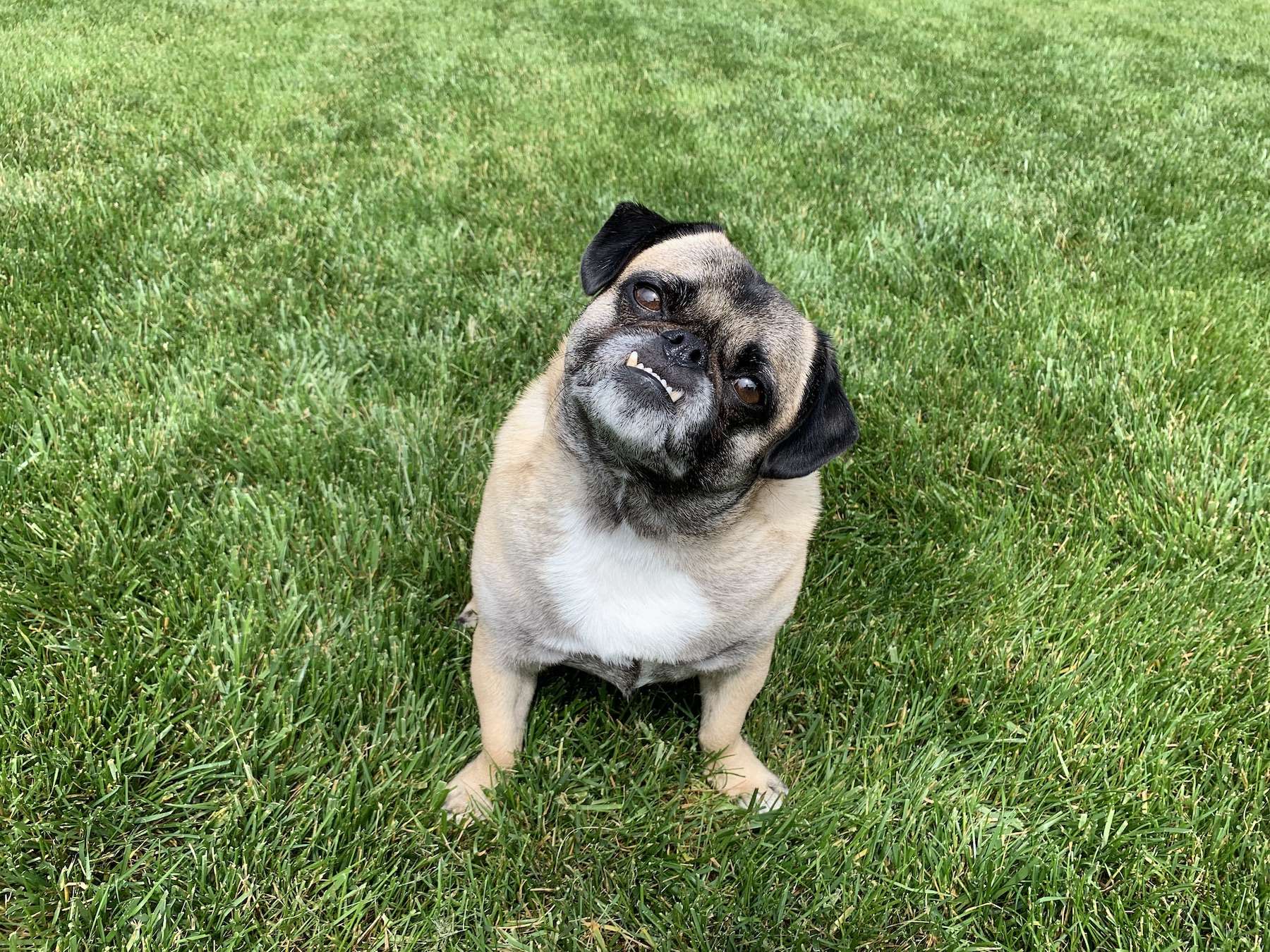 Lawn Care & Dogs: Great Grass & Healthy Pups in Ashburn, Haymarket, & Gainesville, VA